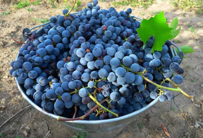 Для приготовления виноградного домашнего вина допускается использовать ягоды любого размера